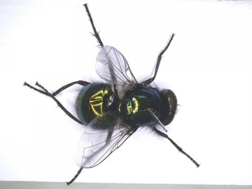Réf. 184 985 : Neomyia cornicina